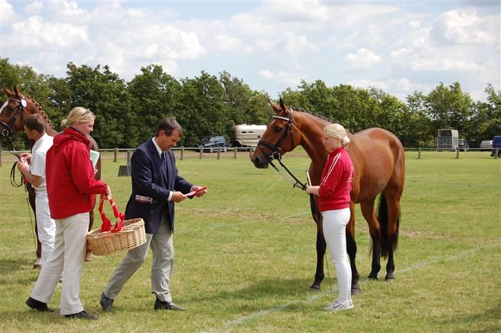 Dansk Varmblod Højgårds Shakira - Sadelkåringen (: Foto: MLH-foto billede 9