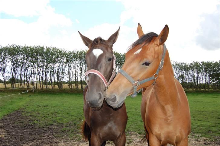 Dansk Varmblod Højgårds Shakira billede 10