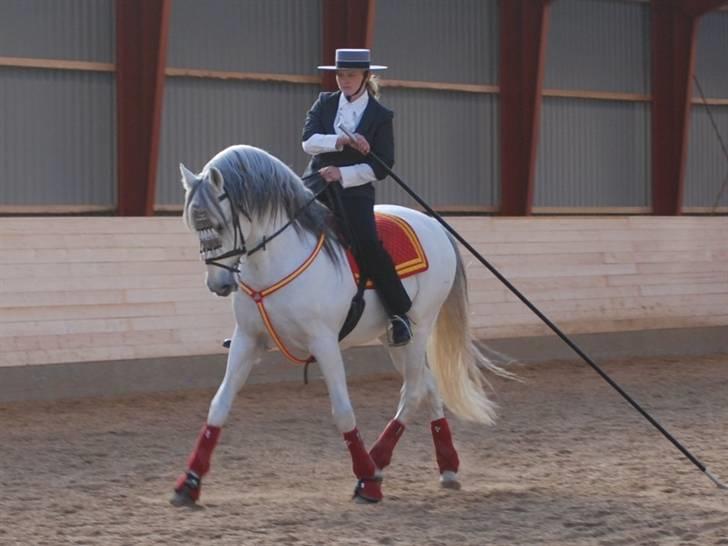 Pura Raza Española versalles  billede 20