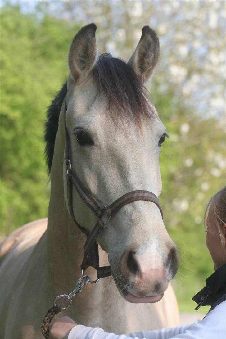 Frederiksborg Nubia - Nubia  billede 5
