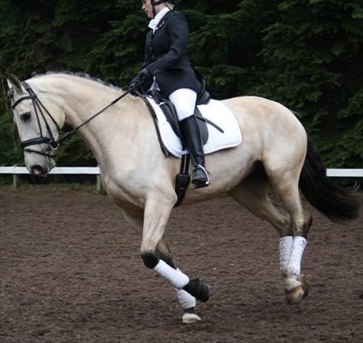 Frederiksborg Nubia - Nubia  billede 6