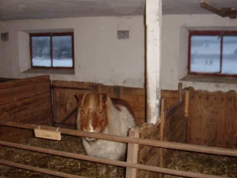 Miniature Olsen  billede 2