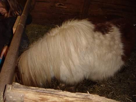 Miniature Olsen  -  der kommer flere billeder går ud og tager nogen nu billede 4