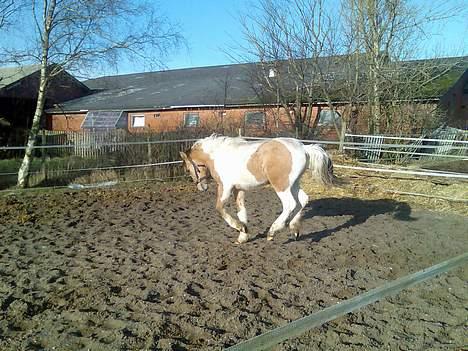 Anden særlig race Bavnshøj´s Cassie (Solgt) - Er det ikk flot kort galop, unden sade- eller chenkle hjælp, eller hvad???????? billede 8