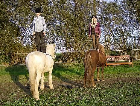 Islænder Friða fra Hellum  billede 3