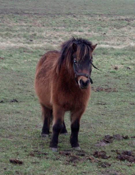 Shetlænder Lukas (SOLGT) billede 14