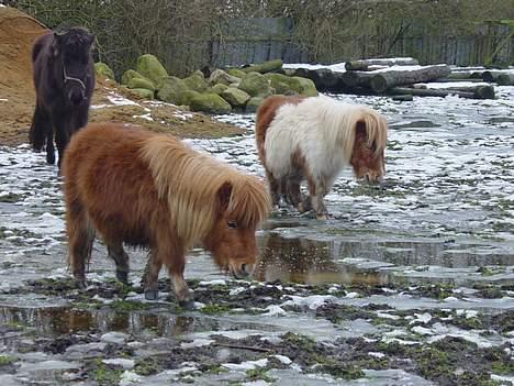 Miniature Pjuske (aflivet) billede 2