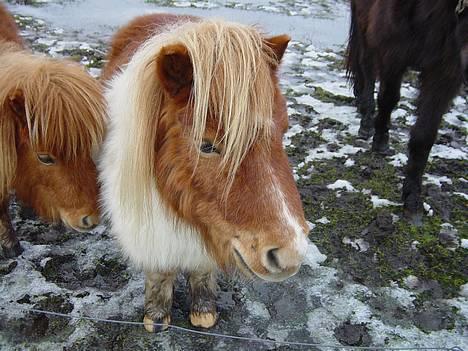 Miniature Pjuske (aflivet) billede 3