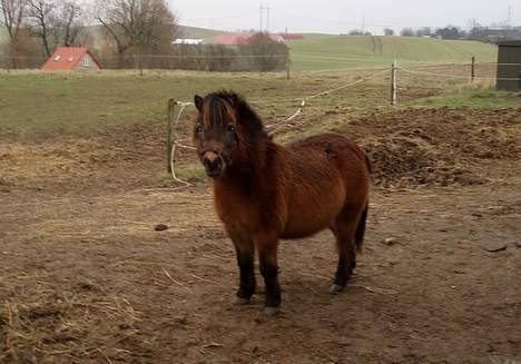 Shetlænder Lukas (SOLGT) billede 15