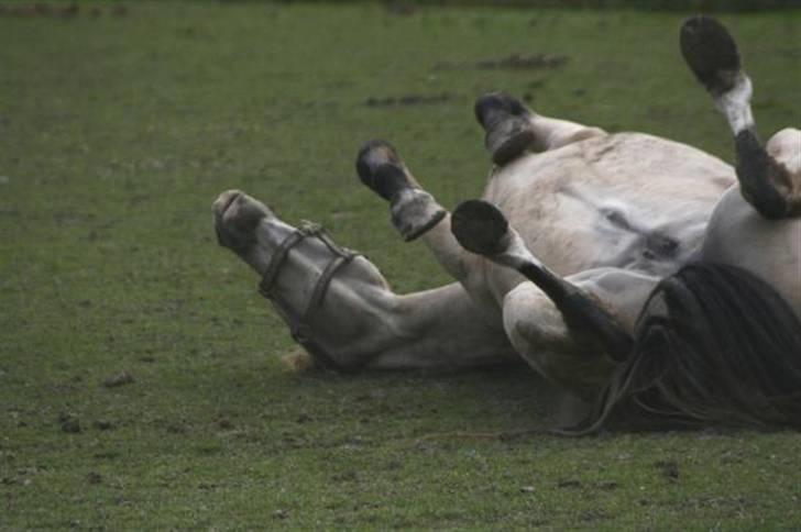 Frederiksborg Nubia billede 7