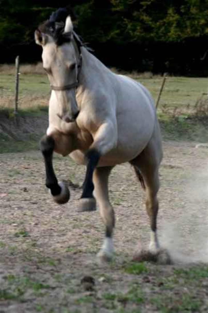 Frederiksborg Nubia billede 8