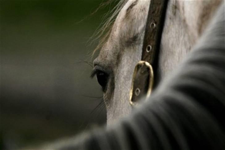Frederiksborg Nubia billede 9