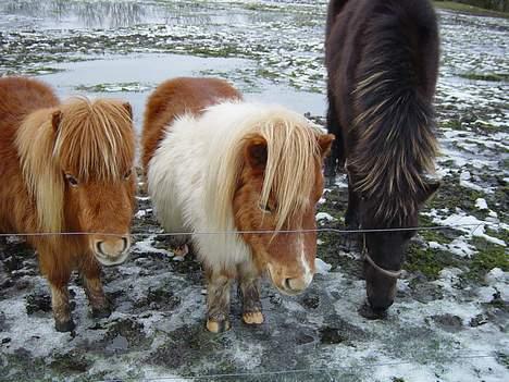 Miniature Pjuske (aflivet) billede 4