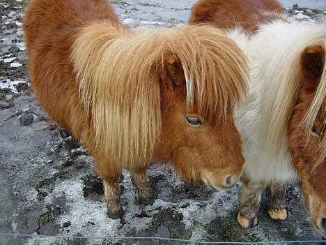 Miniature Pjuske (aflivet) billede 5