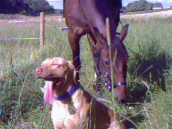 Traver Annalise's Bar (Sir Basil)EFTERLYSES! billede 5