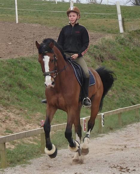Hollandsk Varmblod Tornado SOLGT - Tornado og jeg <3 billede 15