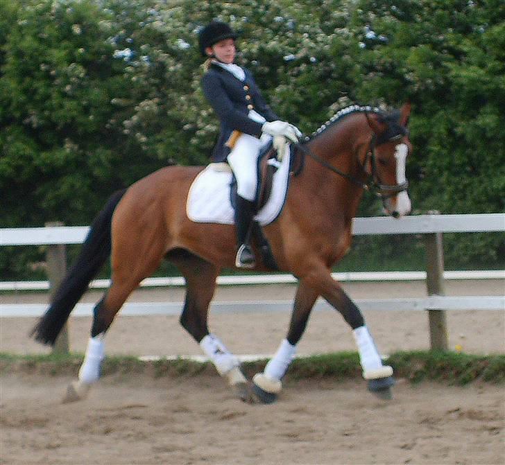 Hollandsk Varmblod Tornado SOLGT - Tornado og jeg i en LB1 i ROOR <3 Han er svær at ride i dressur men synes at billedet er rigtig fint, det er bare træls det er lidt sløret. I denne klasse red vi kun til 47% fordi han var så energisk og spassede rundt hehe, men elsker ham stadig <3 billede 16