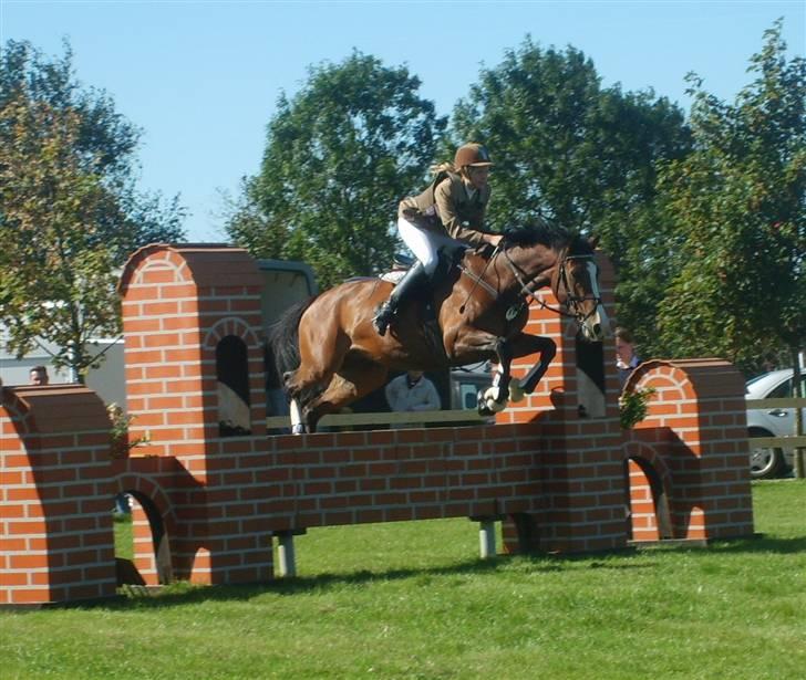 Hollandsk Varmblod Tornado SOLGT - Første gang jeg springer en mur på Tornado <3 LC eller LB billede 17