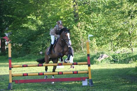 Hollandsk Varmblod Tornado SOLGT - til stævne BYBR (LC <3 billede 18