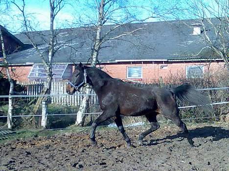 Traver Peppe Skovsgård (Død)  billede 12