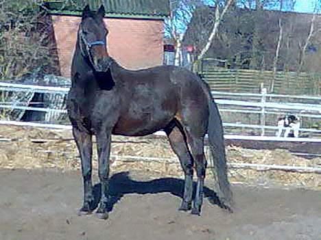 Traver Peppe Skovsgård (Død)  billede 13