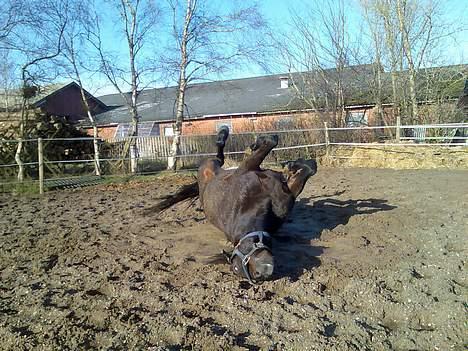 Traver Peppe Skovsgård (Død)  billede 14