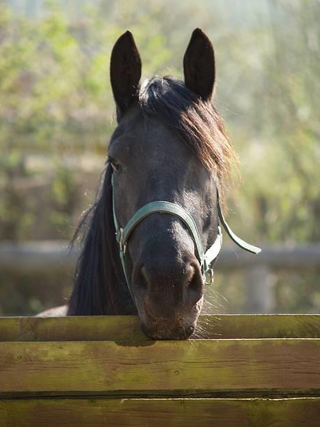 Frieser Femke Neantske - hallo, kommer der snart nogle der vil snakke billede 1