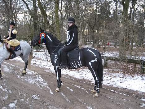 Hollandsk Sportspony Moonlight *SOLGT :´(* - Moonlight og Natalie Herluf til fastetlavnsstævne i her .... (de er skeletter) billede 8