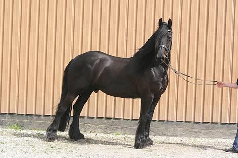 Frieser schalke / odin schelde.  R.i.p. (Himmelhest) - nu er jeg ved at være temmelig træt af at se pæn ud billede 13