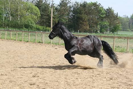 Frieser schalke / odin schelde.  R.i.p. (Himmelhest) - jeg kan også se mindre godt ud når jeg vender billede 14