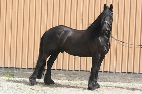 Frieser schalke / odin schelde.  R.i.p. (Himmelhest) - hej  er det så snart nok billede 15