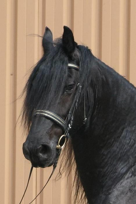 Frieser schalke / odin schelde.  R.i.p. (Himmelhest) - også lige til sidst et portræt er jeg pæn nok billede 16