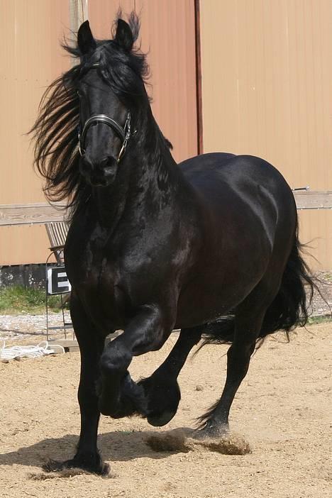 Frieser schalke / odin schelde.  R.i.p. (Himmelhest) - uh mit hår går i kludder billede 17