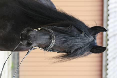 Frieser schalke / odin schelde.  R.i.p. (Himmelhest) - nu gider jeg ikke mere nu vender de mig også den gale vej billede 18