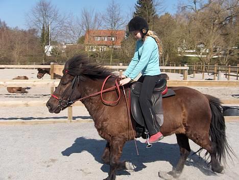 Islænder Sif fra Pilbrodalen Død - Trav. Endelig billede 17