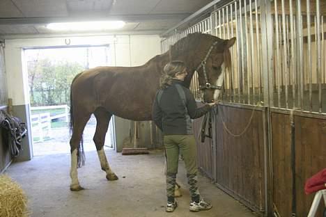 Hollandsk Varmblod Rolanda(Fie) <3 R.I.P. - Fie på staldgangen <33 billede 11