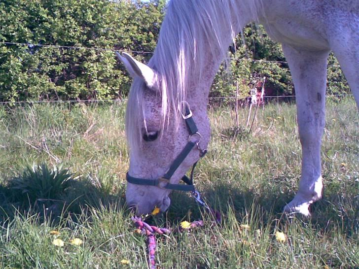 Arabisk fuldblod (OX) Mazja SOLGT *RIP* - Velkommen til Mazja´s profil. billede 1