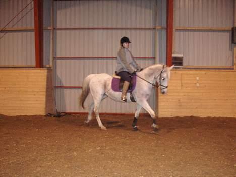 Arabisk fuldblod (OX) Mazja SOLGT *RIP* - Første gang hun går så godt med mig på billede 2