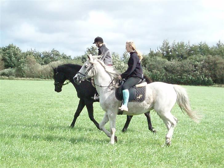 Arabisk fuldblod (OX) Mazja SOLGT *RIP* - Da vi besøgte hende hos den nye ejer. Første og eneste gang jeg red uden ridehjelm på hende. billede 3