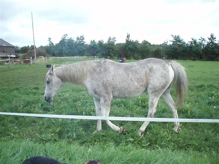 Arabisk fuldblod (OX) Mazja SOLGT *RIP* - Da vi besøgte hende hos den nye ejer billede 4
