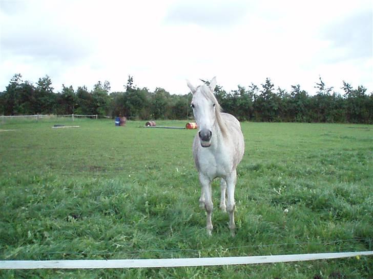 Arabisk fuldblod (OX) Mazja SOLGT *RIP* - Da vi besøgte hende hos den nye ejer billede 5