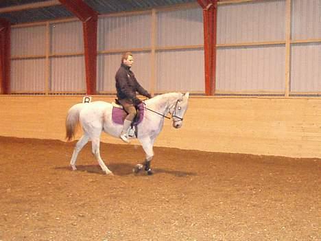 Arabisk fuldblod (OX) Mazja SOLGT *RIP* - Min ridelærer og Mazja billede 6