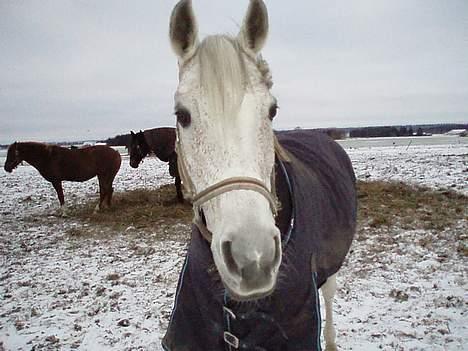 Arabisk fuldblod (OX) Mazja SOLGT *RIP* - Mazja på fold billede 7