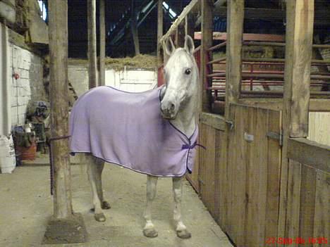 Arabisk fuldblod (OX) Mazja SOLGT *RIP* - Mazja på stald gangen ingen andre inde. billede 9