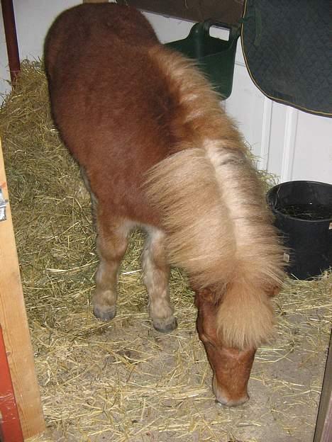 Shetlænder Dolf "Mascot" af Hola - nr 19 billede 19