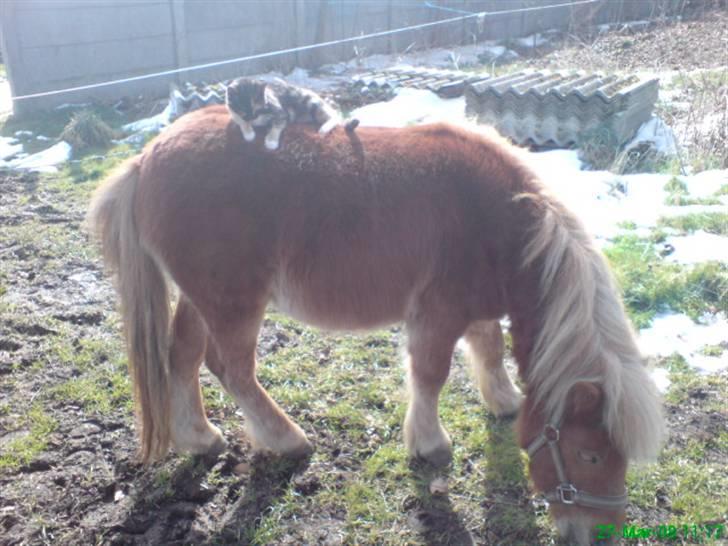 Shetlænder Dolf "Mascot" af Hola - 27 marts 08 billede 20
