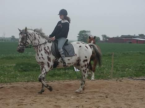 Appaloosa Santuti billede 15