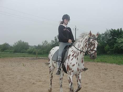 Appaloosa Santuti R.I.P billede 16