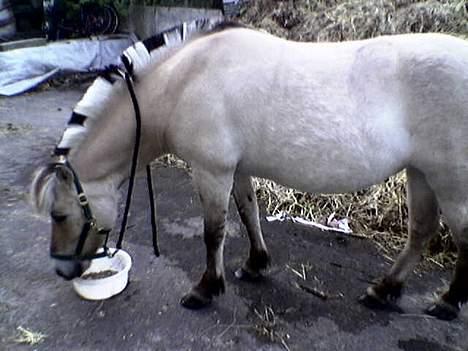 Fjordhest Majsens Lotte. billede 5