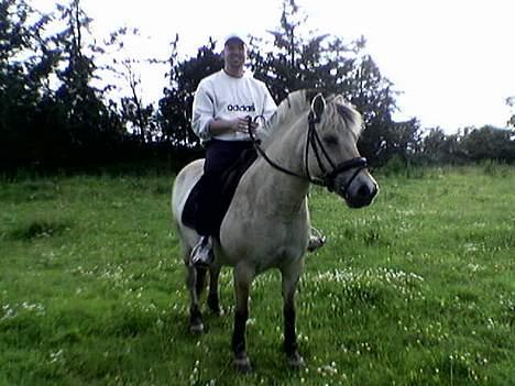 Fjordhest Majsens Lotte. billede 7